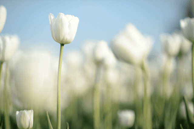 Cultural Diversity and Safety - Aged Care Quality Standard 1