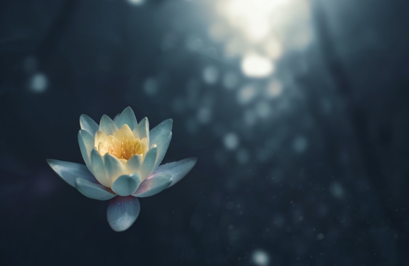 Self-Care and Wellbeing (N. AMERICA)