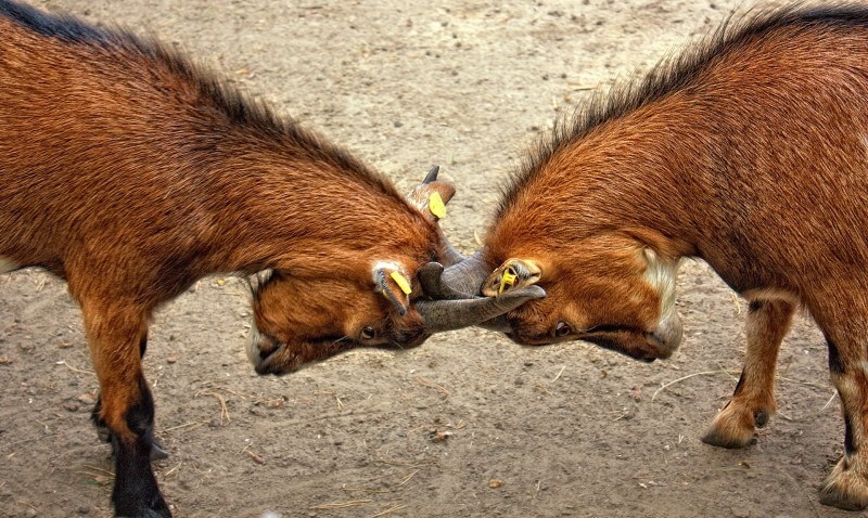 Navigate Conflict: Difficult Conversations and Resolution Strategies