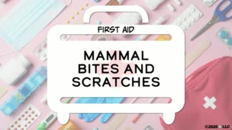 First Aid: Mammal Bites and Scratches
