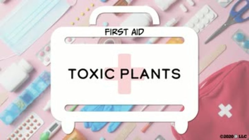First Aid: Toxic Plants